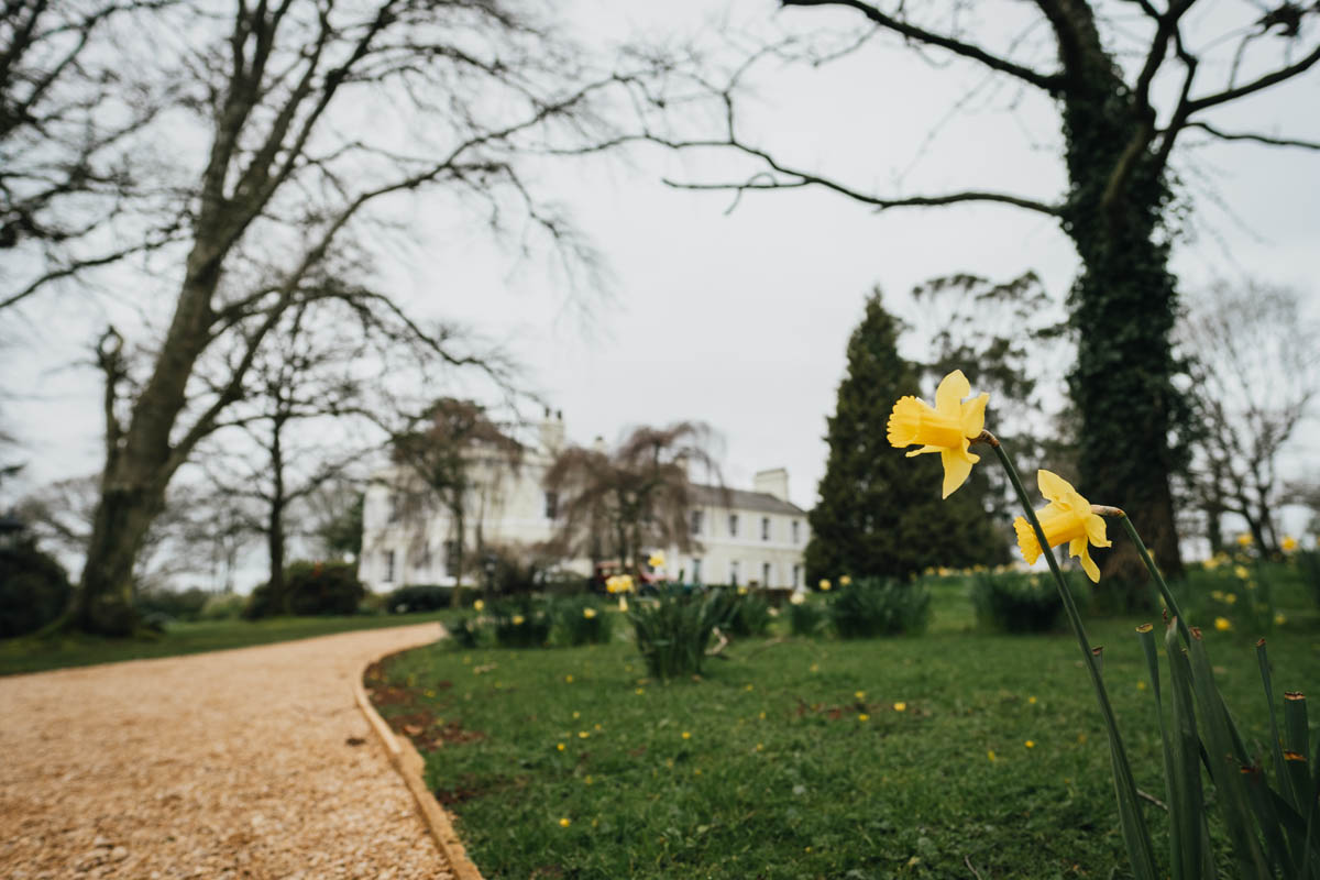 daffodils outside deer park country house in Devon