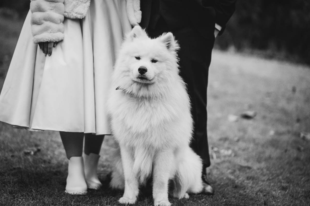 photograph of a white fluffy dog with the bride and groom standing behind from the waist down