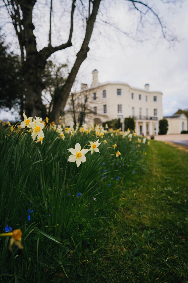 daffodils line rockbeare manor's drive
