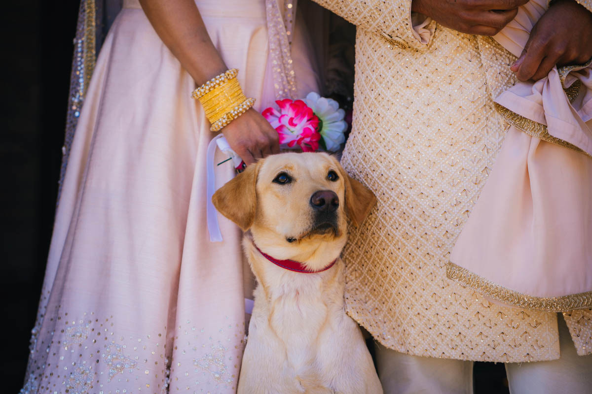 a close up of the bride and groom's pet golden Labrador