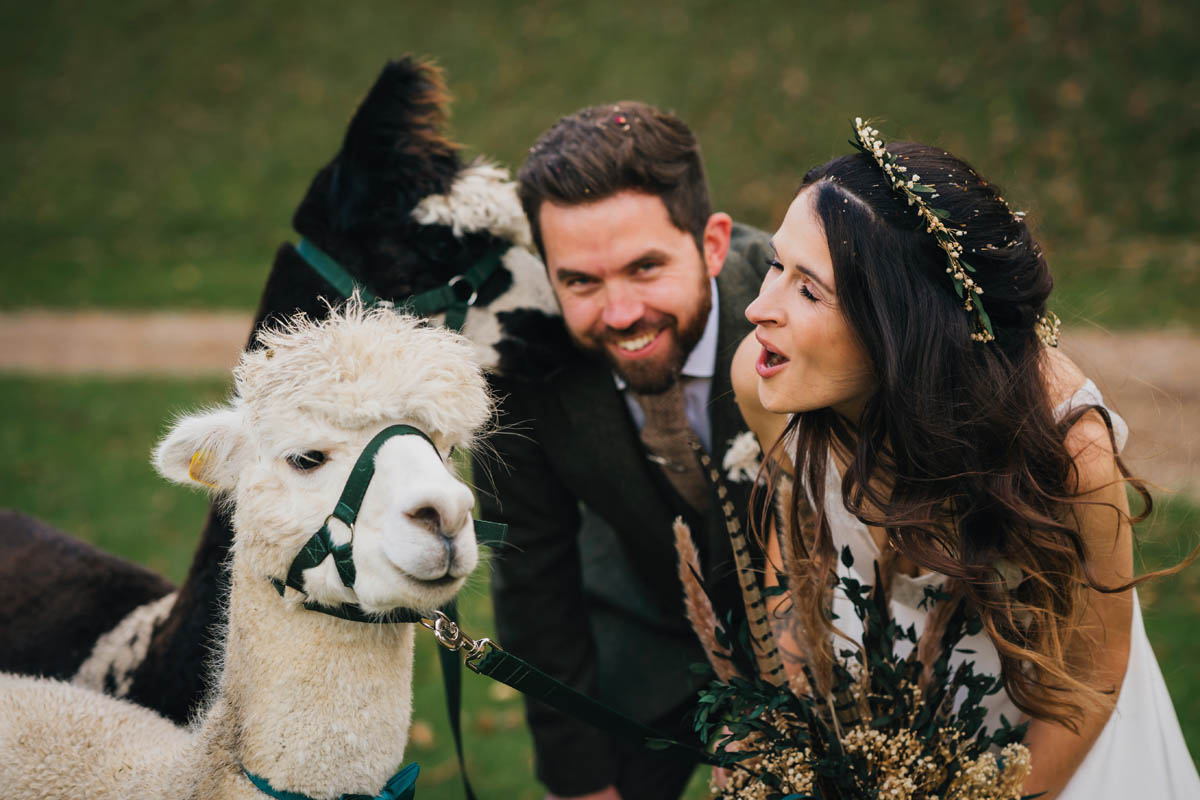 two cheeky alpacas kiss the bride and groom who laugh at the camera