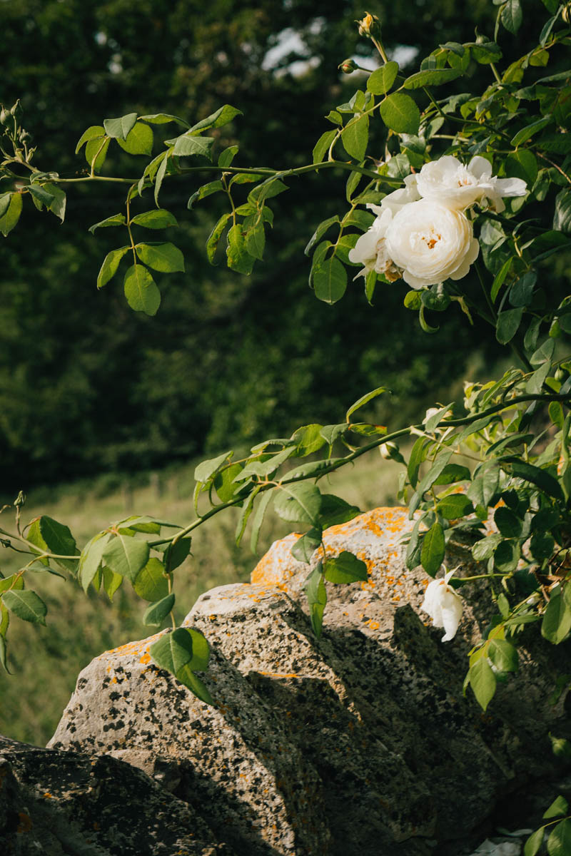 dry stone wall with roses