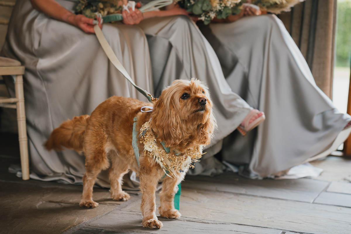 a ginger dog with bridesmaid dresses behind