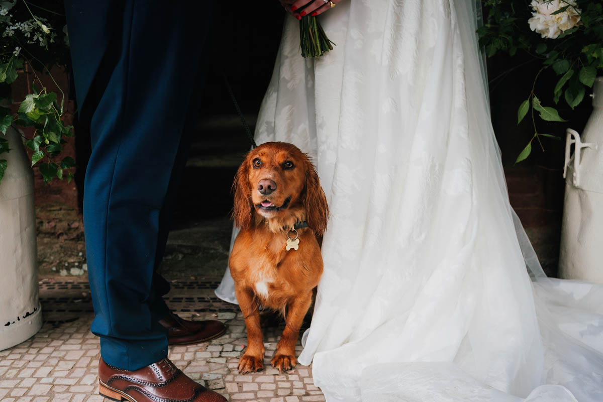 ginger cocker spaniel